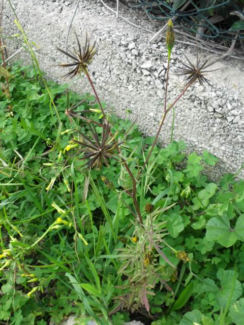 Bidens bipinnata